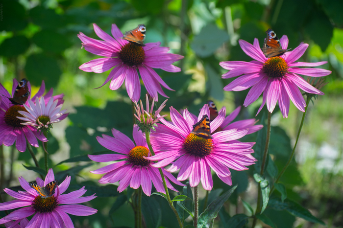 Echinacea and their inhabitants - My, Flowers, Butterfly, The photo, Nikon d5200