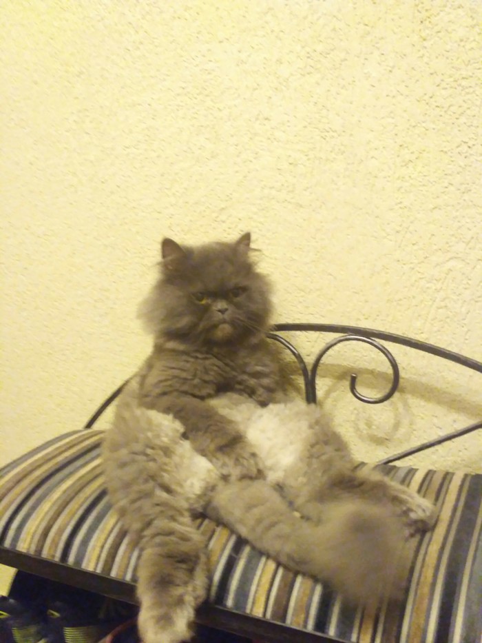 A cat that loves comfortable resting positions - cat, My, Longpost, Pose, Catomafia