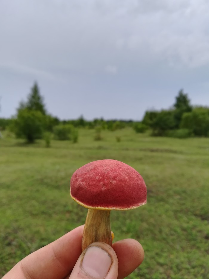 ������� (��������)