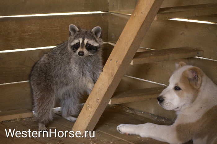 Basilisk raccoon, freckled fox and Butch. - My, Raccoon, Fox, Dog, , , Stable, Longpost