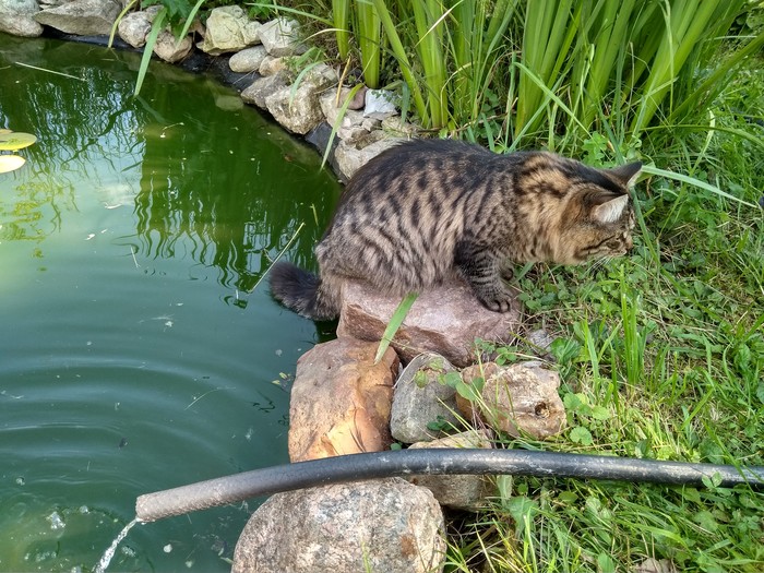 Catch, fish, big and small - My, Pond, Dacha, Summer, cat, Catomafia, Tail, Fishermen, Hose