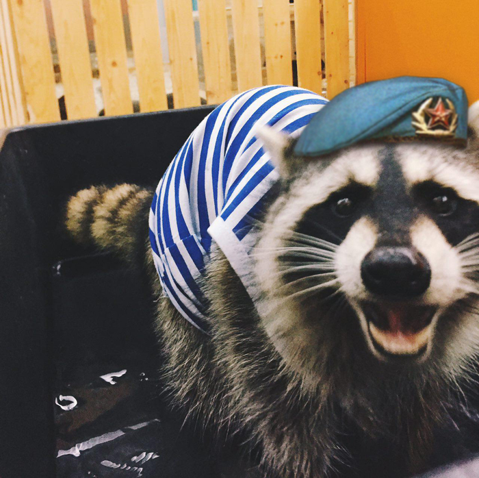 First they took away our pension, and now they turn off the fountain on the day of the Airborne Forces! What will be next? - My, Airborne forces, Fountain, Raccoon, Zoo, Animals, Pogladienota, Yakutsk, Striped vest