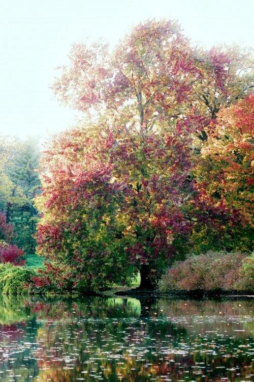 Claude Monet Tree on the Water - Images, Painting, Interesting, beauty of nature, Claude Monet, Landscape, Impressionism, Nature