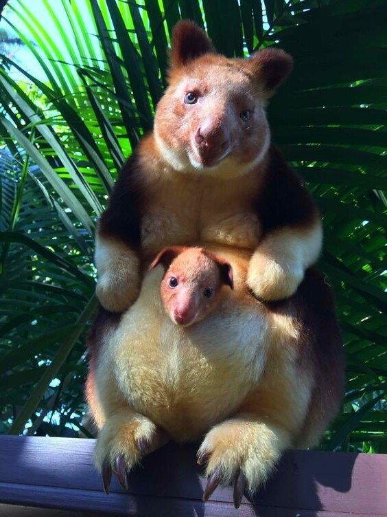 cute tree kangaroo - Kangaroo, Milota, Animals, Australia, Wild animals, Young, Mimimishno, Longpost