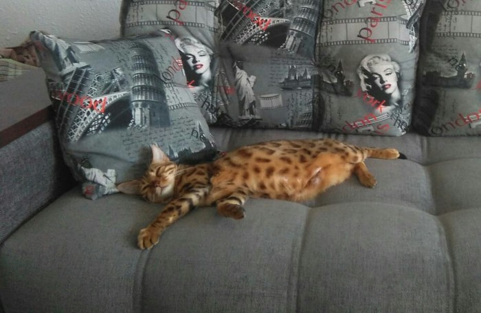 Do you know how to relax? - My, , Catomafia, cat, Relaxation, Relax, Bengal cat