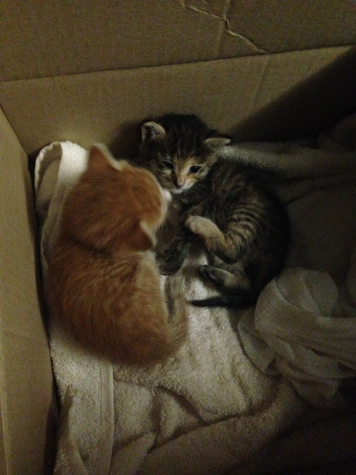 Kittens found! - My, Help, Urgently, No rating, cat, Looking for a home, Kittens, Moscow, In good hands