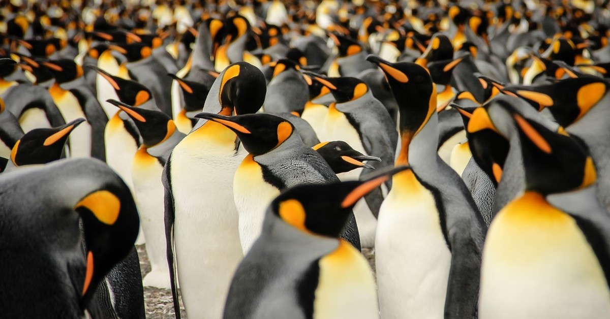 Императорские пингвины живут. Пингвины Королевские Императорские. Королевский Пингвин Пингвин. Королевский Пингвин в Антарктиде. Пингвин Aptenodytes Demersa.