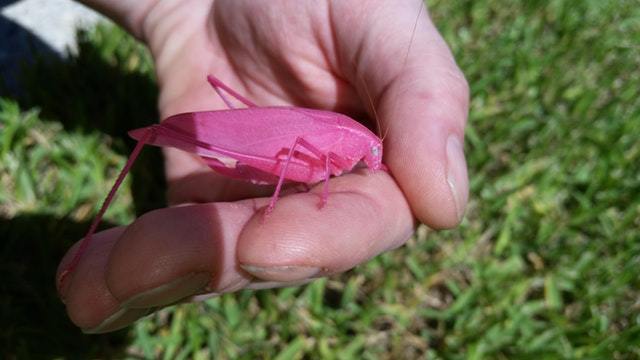 pink grasshopper - Grasshopper, Hand, The photo, Mutation