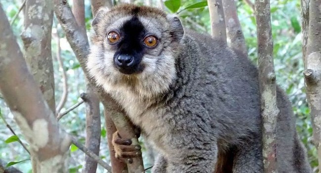 Primatologists have figured out why lemurs scratch their anus with centipedes - Lemur, Anus, Parasites, The secret is revealed