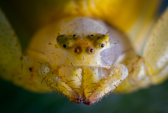 Flower spider portrait - My, Spider, Arachnida, Macro, Macrohunt, flower spider, Eyes, Mp-e 65 mm, Macro photography