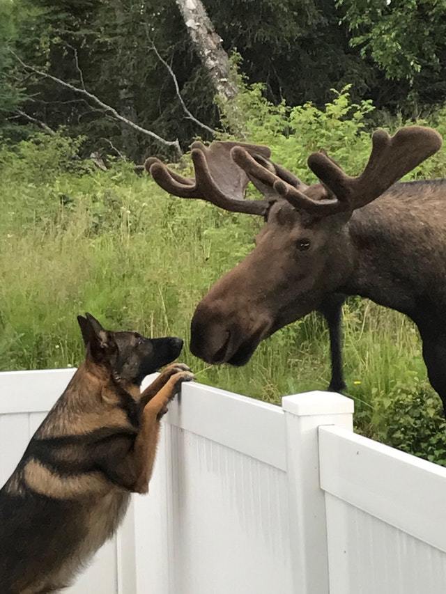 Hi - Elk, Dog, Sheepdog, Acquaintance, The photo