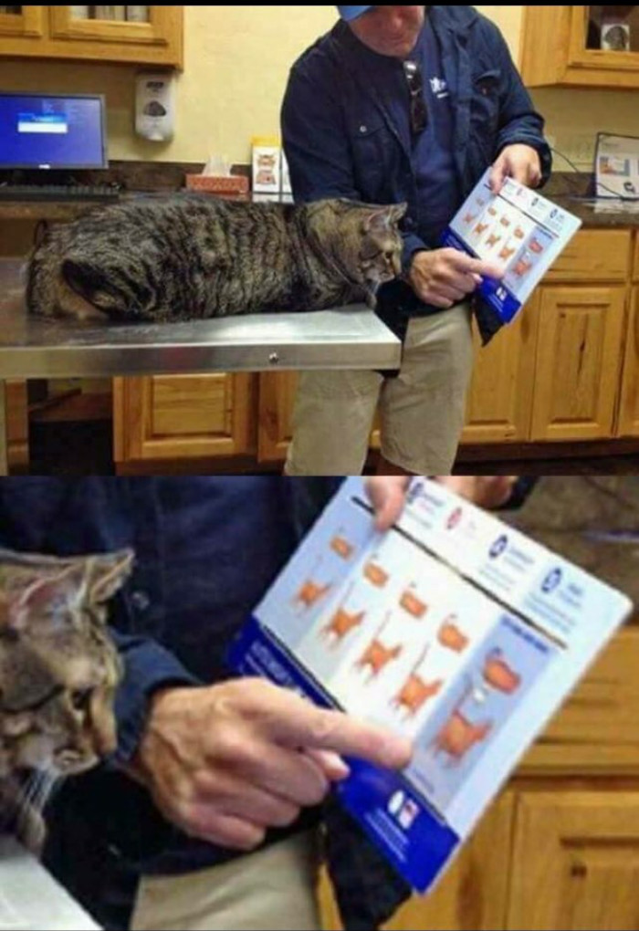 You are here - cat, Excess weight, Vet