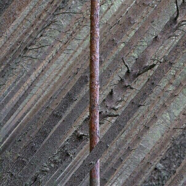 Forest - The horizon is littered, Tree