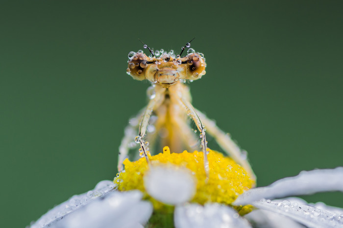 Morning on a flower - My, Morning, Dragonfly