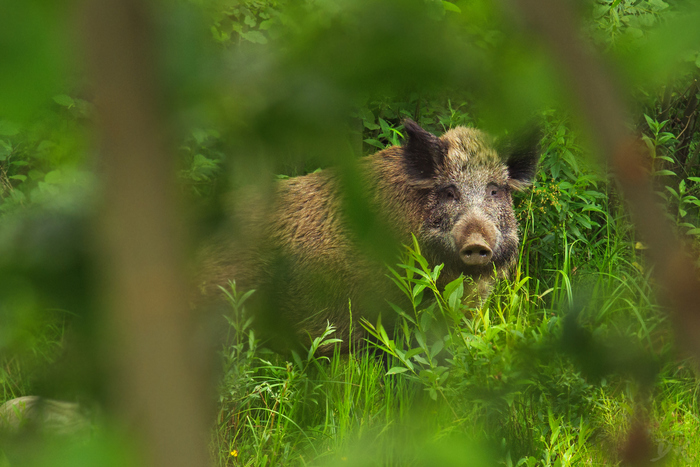 Well, let's say oink? - My, Pentax, Boar, Wild, , Beginning photographer, Tamron