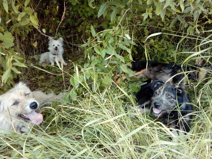 Кажется, я ошибся кустом