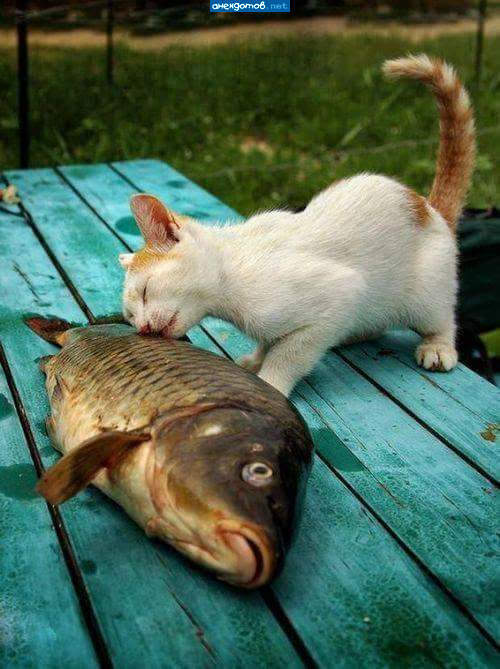 Here it is happiness !!!! - A fish, cat, Images