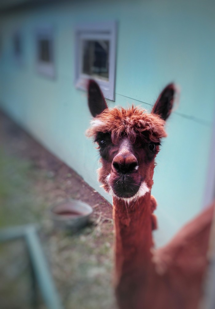 Alpaca - My, Alpaca, Animals, From the phone, The photo