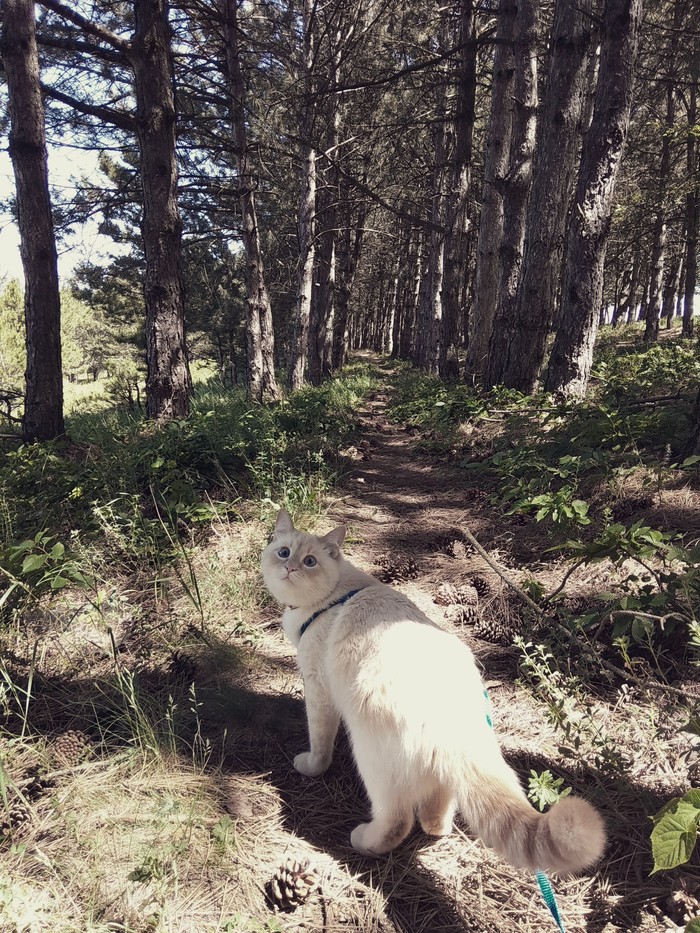 Well...let's go? - Animals, The photo, Catomafia, Walk, Forest, cat, My