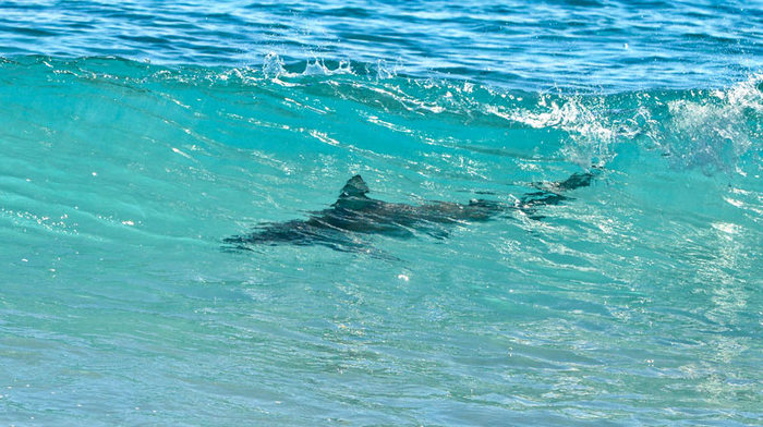 The appearance of a shark on the beach in Spain caused a panic of vacationers - My, Туристы, Shark, Majorca, Spain, Beach