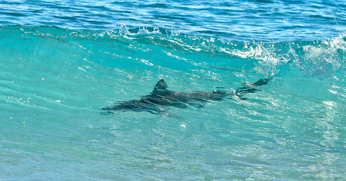 Нападение мальдивы. Ресифи акулы на пляжах. Акула в океане.