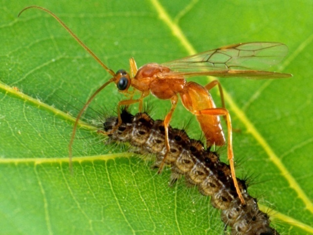 Riders. - Insects, Parasites, Longpost, The photo