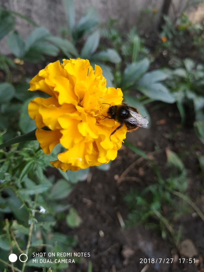 Насекомое за работой)