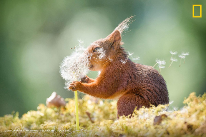 wild red squirrel - Squirrel, Dandelion, Milota
