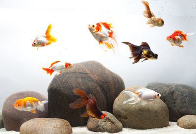 Минималистичный скейп с золотухами