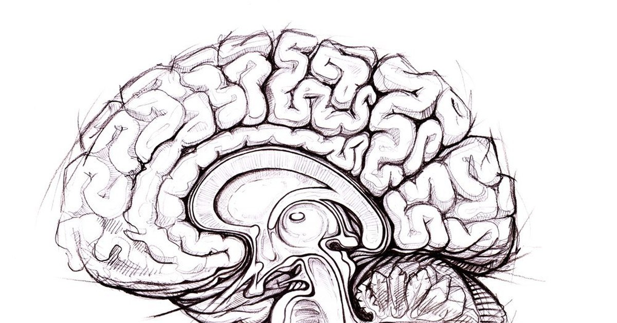 Ковид головного мозга. Мозг в разрезе. Мозг нарисованный. Изображение мозга человека.