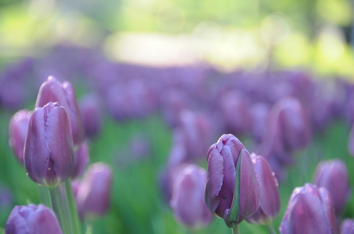 Flowers - My, The photo, I want criticism, Flowers, Summer, Tulips, Saint Petersburg