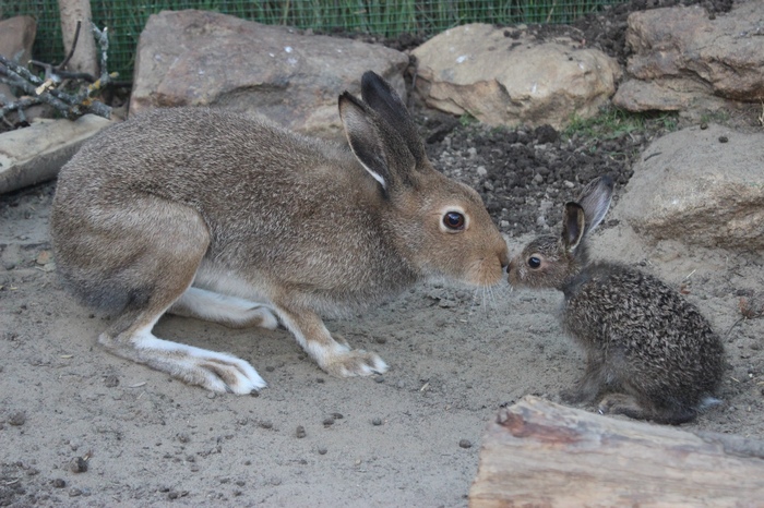 Serious conversation with a child - Hare, Children, Milota, Hare House, The photo, Animals