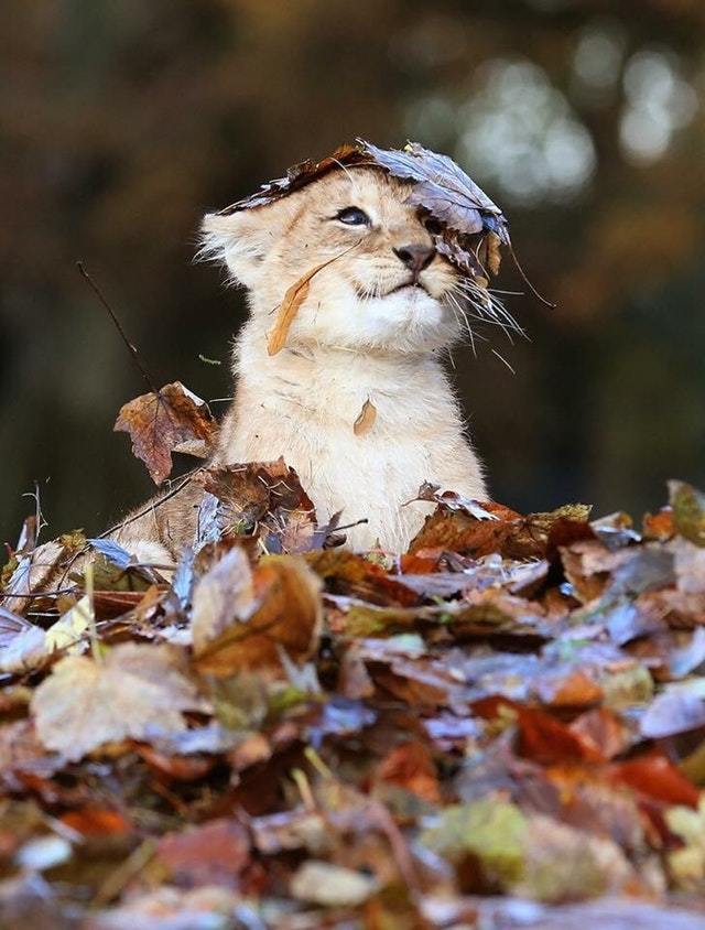 The lion cub is playing in the leaves. - a lion, Animals, Milota, Reddit