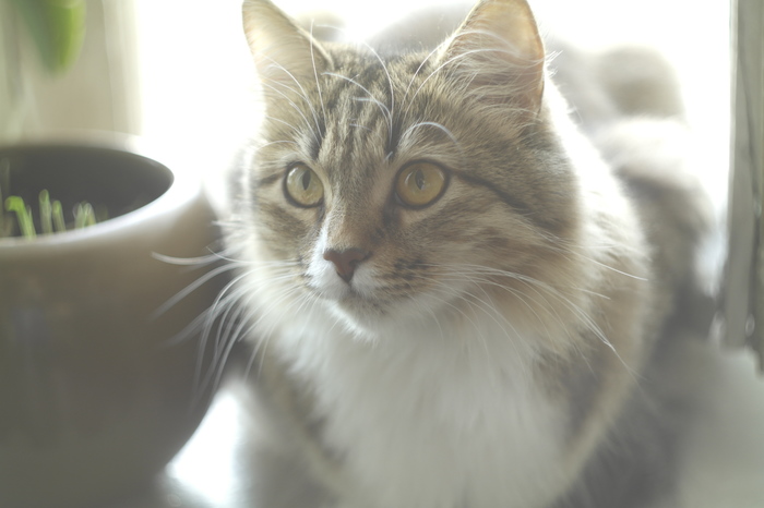 First photo. - My, First post, Siberian cat, Samsung nx, Helios, The photo, cat