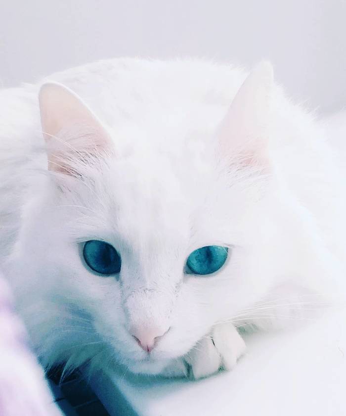 Blue eyes. - My, The photo, White, cat