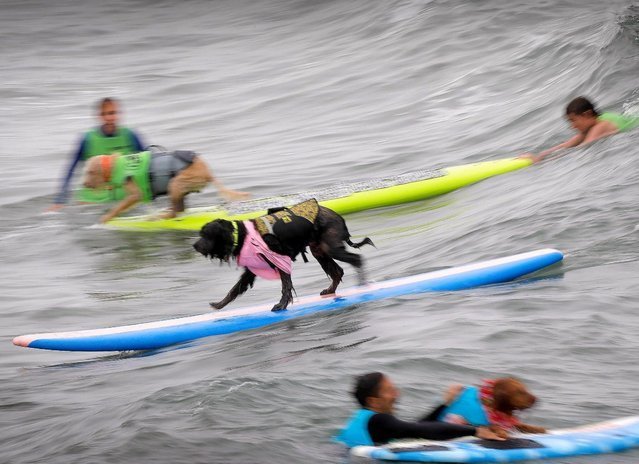 Dog surfing competition in San Diego - San Diego, Dogs and people, Surfing, Competitions