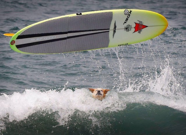 Dog surfing competition in San Diego - San Diego, Dogs and people, Surfing, Competitions