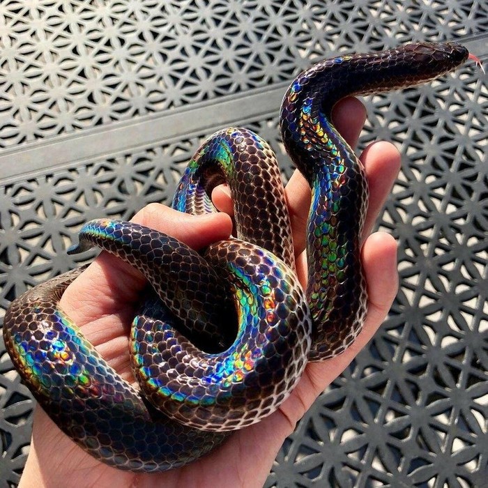 Gorgeous - Former, Snake, Reddit