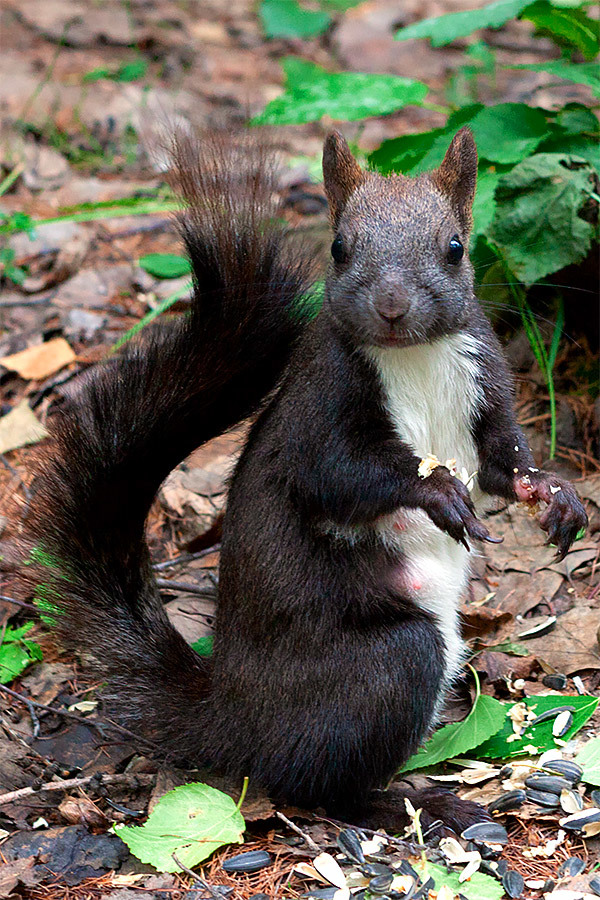 About health, great and squirrel - Sergey Kobakh, Asthma, Attack, Squirrel, Peaceful, A bike, Video, Longpost