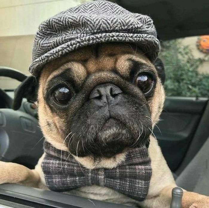 Gentleman))) - Pug, Milota, Gentlemen, , Eyes, Reddit, , Fashion