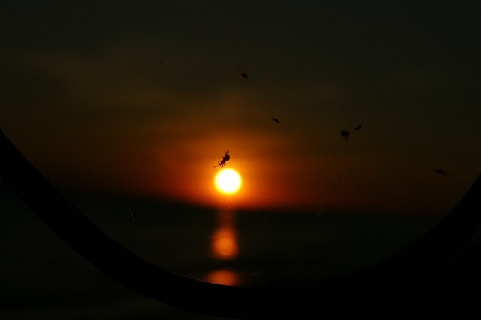 On the Sunset. - My, Sunset, Spider, Macro, The photo, Macro photography