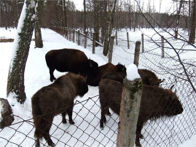 Pleistocene park - Pleistocene, Buffalo, Pleistocene park, Longpost