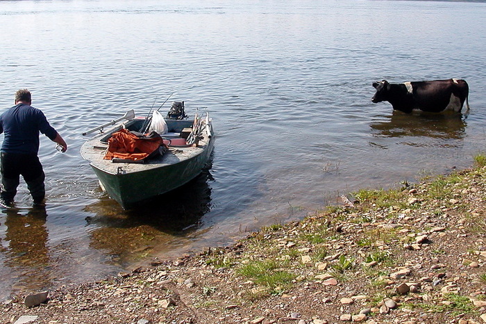 The bullfighter is in trouble... - A boat, River, Cow