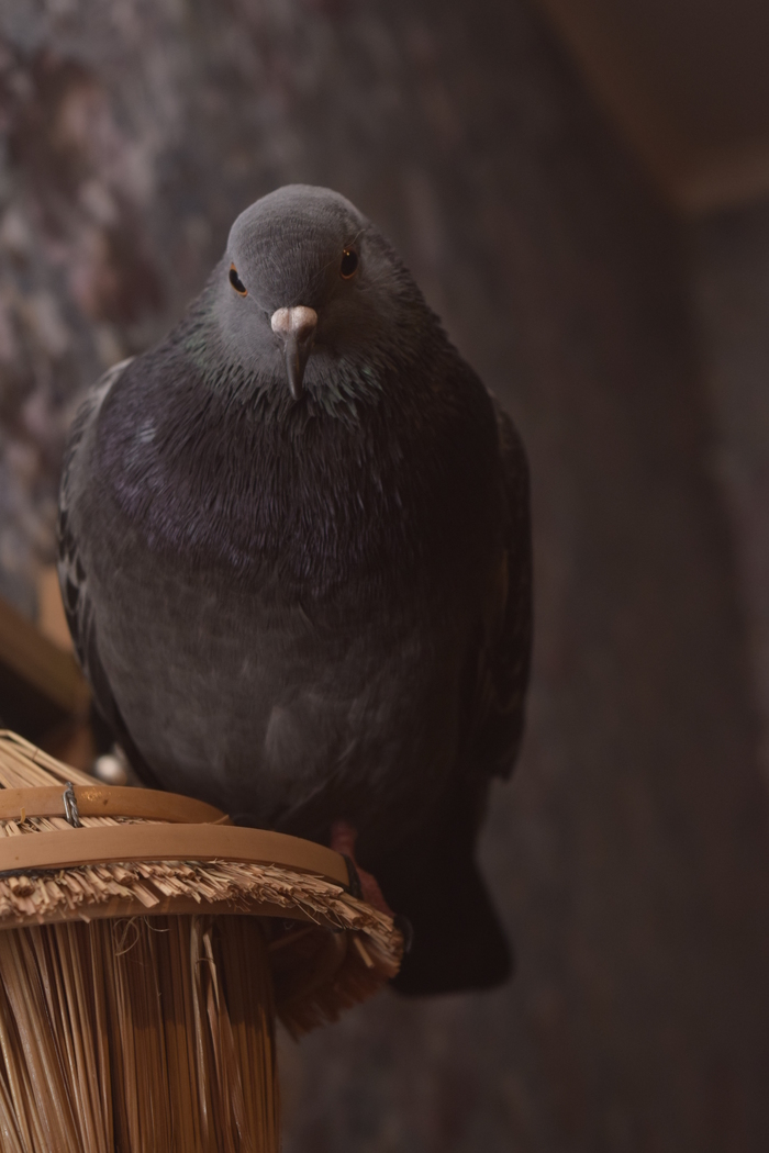 My favorite Kuriya Havva)) - My, Pigeon, Pet, Portrait, Birds, Pets, Pets