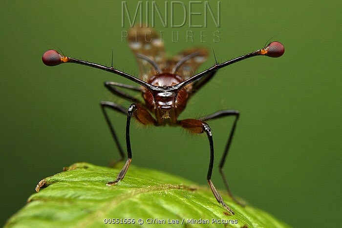 STALK EYED FLY - Zoology, Entomology, STALK EYED FLY, Longpost