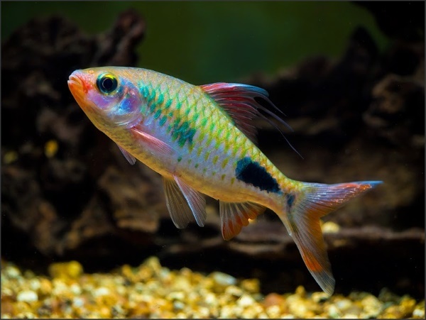 Восклицательный Барбус (Dawkinsia Exclamatio)