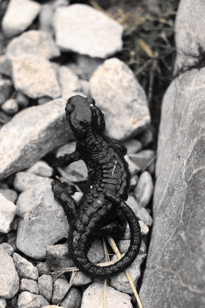 mountain salamander - My, The mountains, Switzerland, Salamander