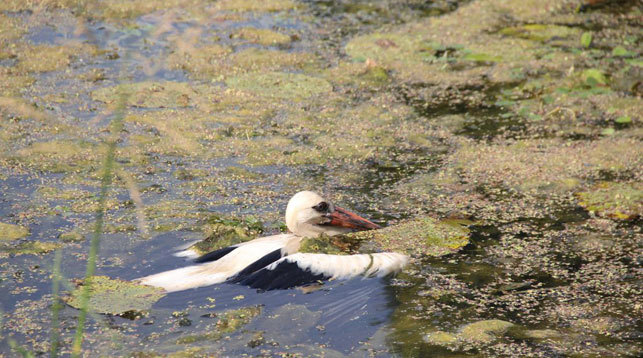 In Lyakhovichi, rescuers pulled three storks out of the river - Stork, Rescuers, Good deeds, Ministry of Emergency Situations, Longpost