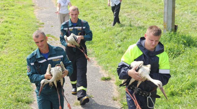 In Lyakhovichi, rescuers pulled three storks out of the river - Stork, Rescuers, Good deeds, Ministry of Emergency Situations, Longpost