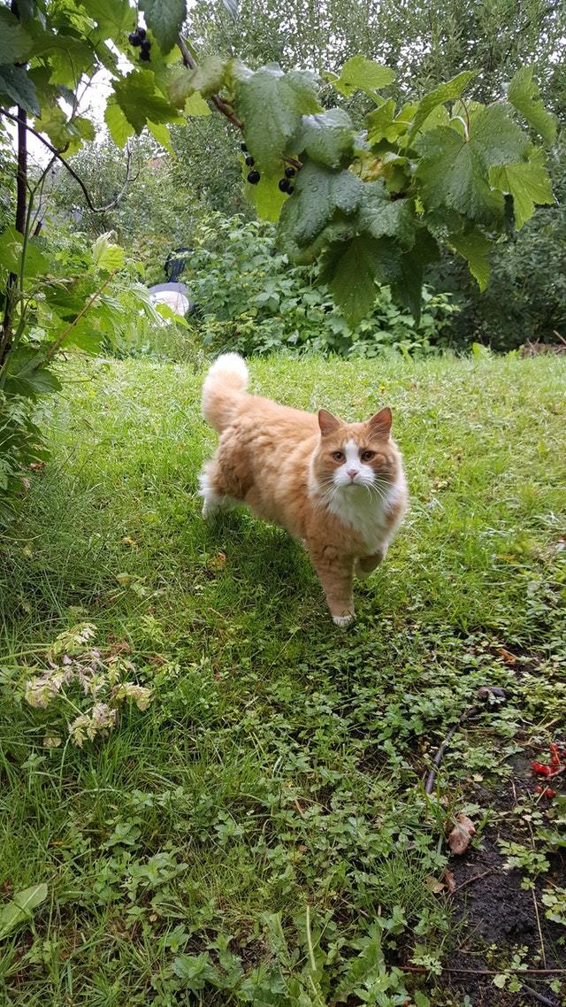 This curious cat kept me company while I was picking berries. - cat, Catomafia, Animals, Pets, Milota, Reddit